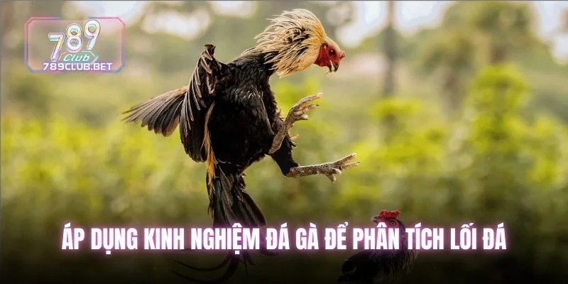 Áp dụng kinh nghiệm đá gà để phân tích lối đá
