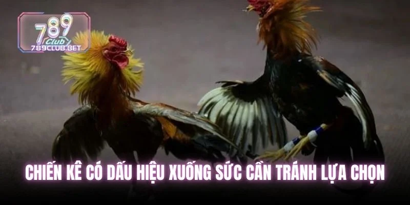 Chiến kê có dấu hiệu xuống sức cần tránh lựa chọn